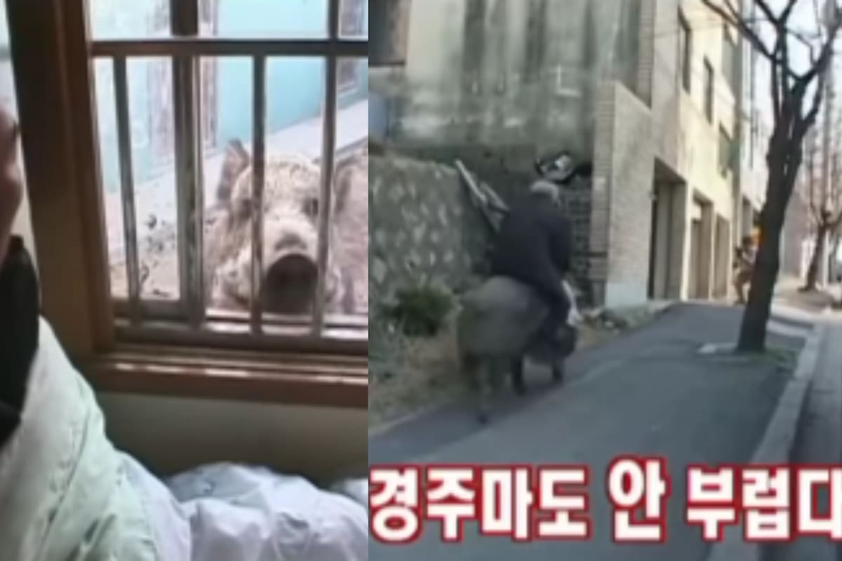 “Incluso salen a pasear juntos por la calle”: adulto mayor en Corea del Sur se vuelve viral por tener como mascota a un jabalí