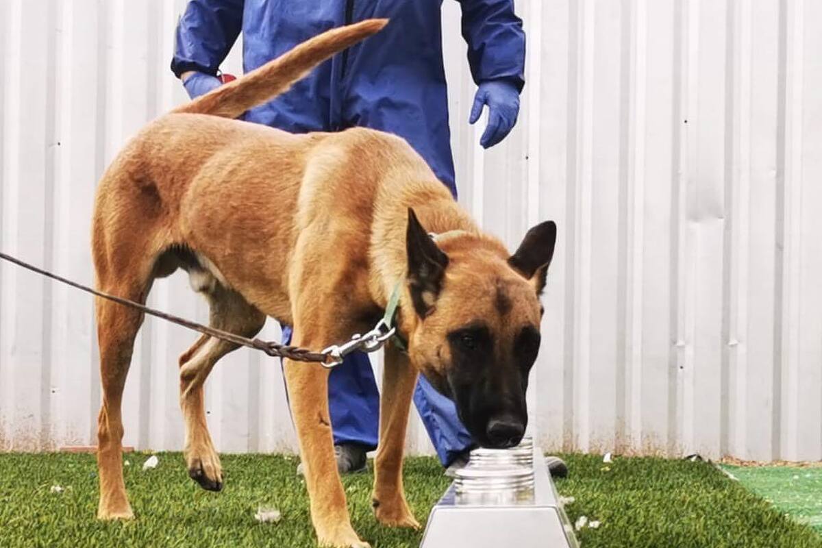 Hermosillo: OBI Caninos contra el Covid-19 solicita voluntarios con muestras para detección de Covid