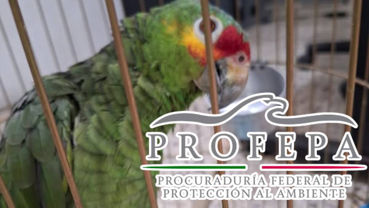 Entregan voluntariamente a la Profepa un loro cachetes amarillos en Campeche; la especie está en peligro
