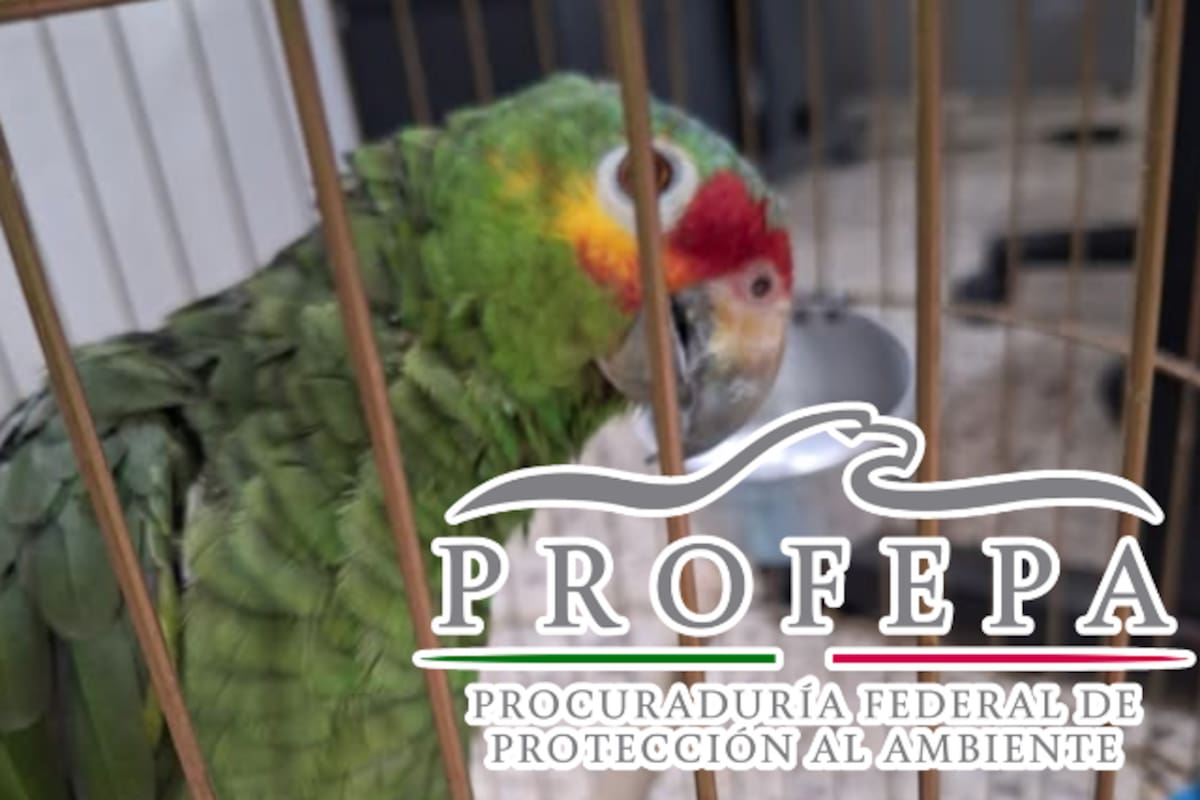 Entregan voluntariamente a la Profepa un loro cachetes amarillos en Campeche; la especie está en peligro