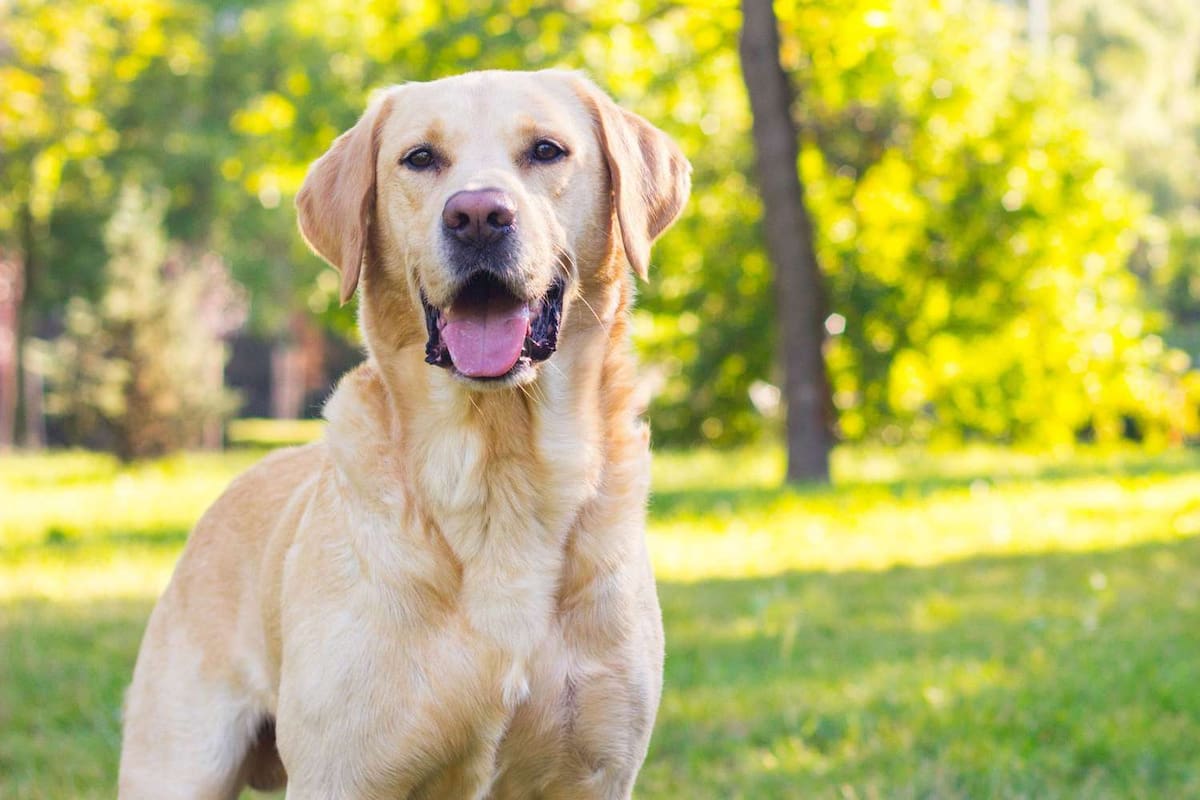 Las 8 razas de perros con mayor inteligencia emocional