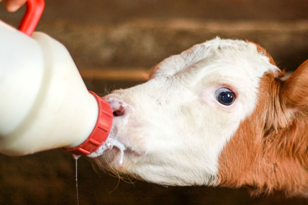 Leche de vaca o vegetal: qué aporta cada opción y cómo elegir la mejor para tu salud diaria