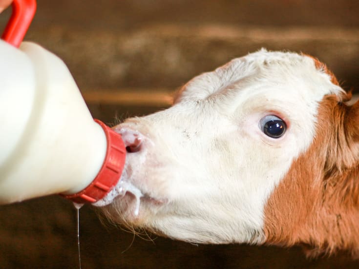 Leche de vaca o vegetal: qué aporta cada opción y cómo elegir la mejor para tu salud diaria