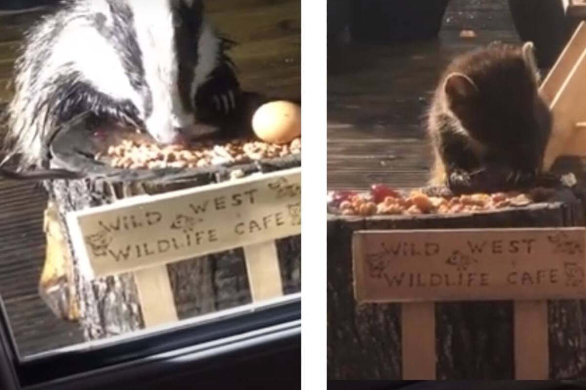 Para alimentar a los animales silvestres, mujer pone 'cafetería' en su jardín