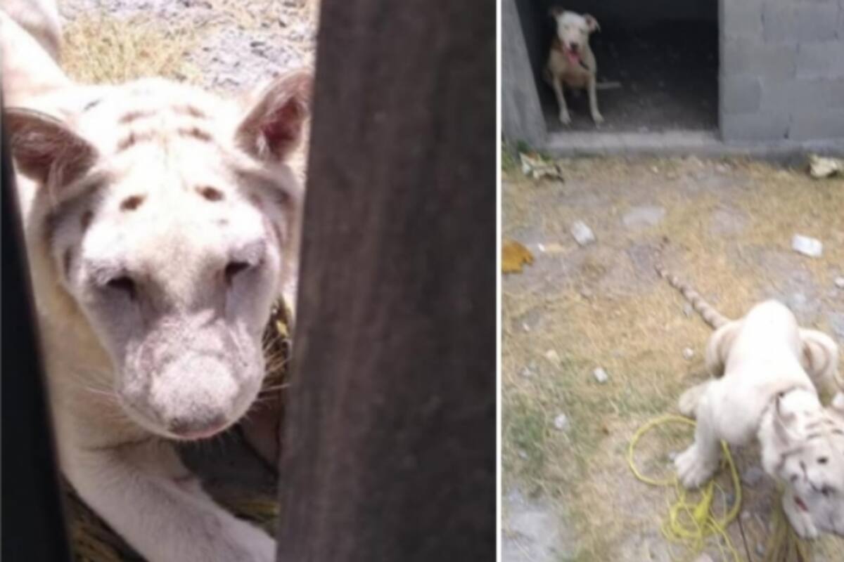 Un tigre blanco y un pitbull fueron hallados dentro de una iglesia