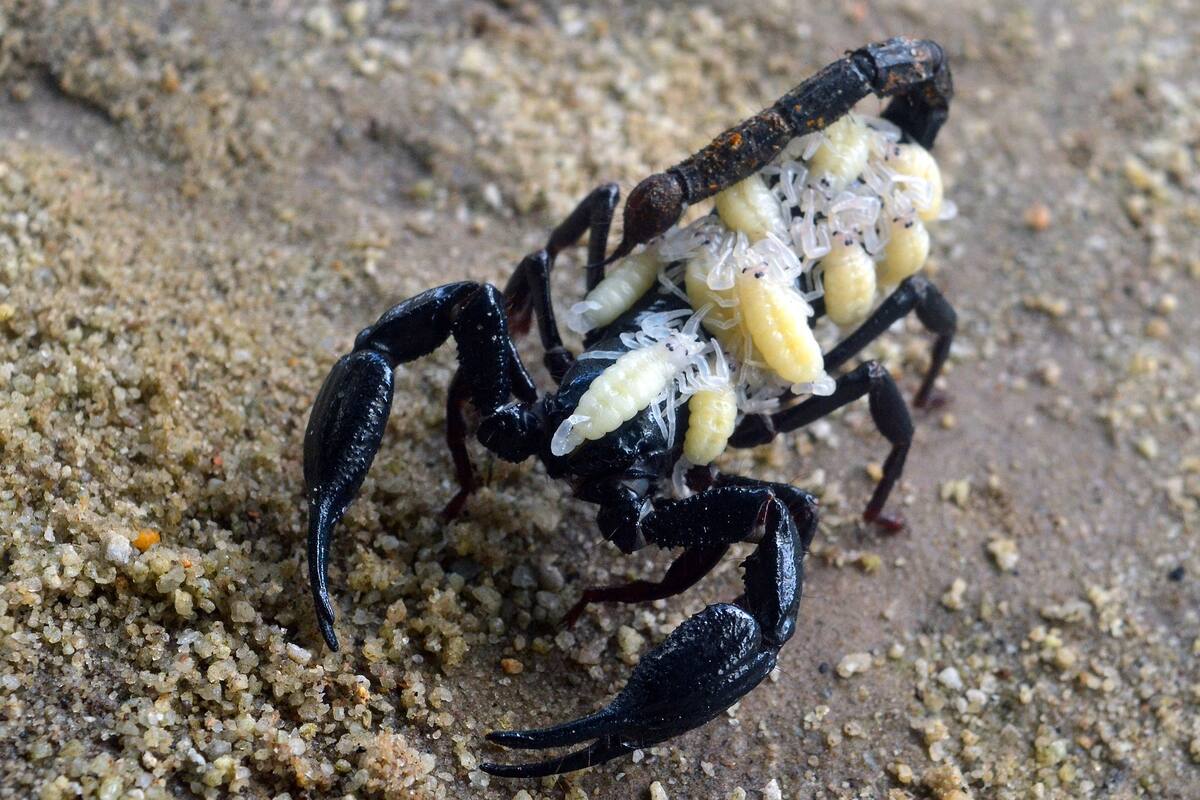 Más de 400 heridos y tres muertos por picaduras de alacranes en Egipto