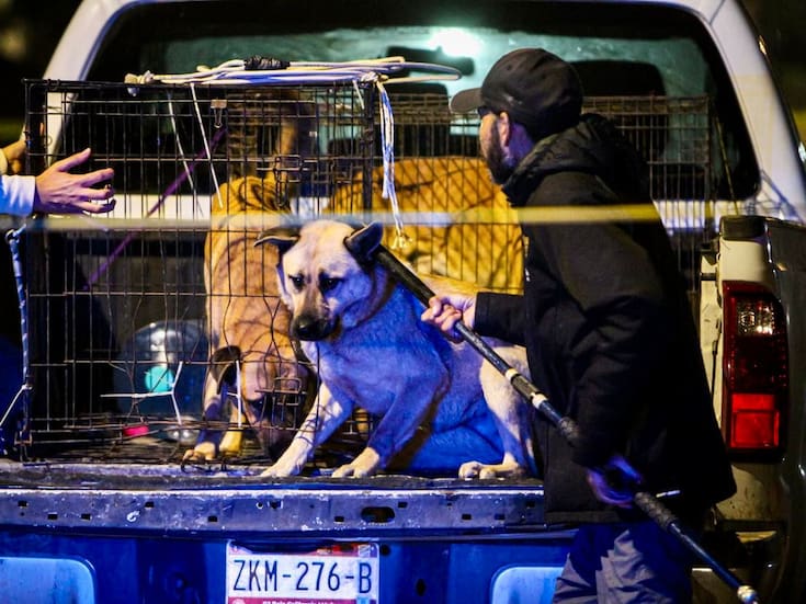 Niño de 4 años resulta gravemente lesionado tras ataque de perros en vivienda de la Zona Este