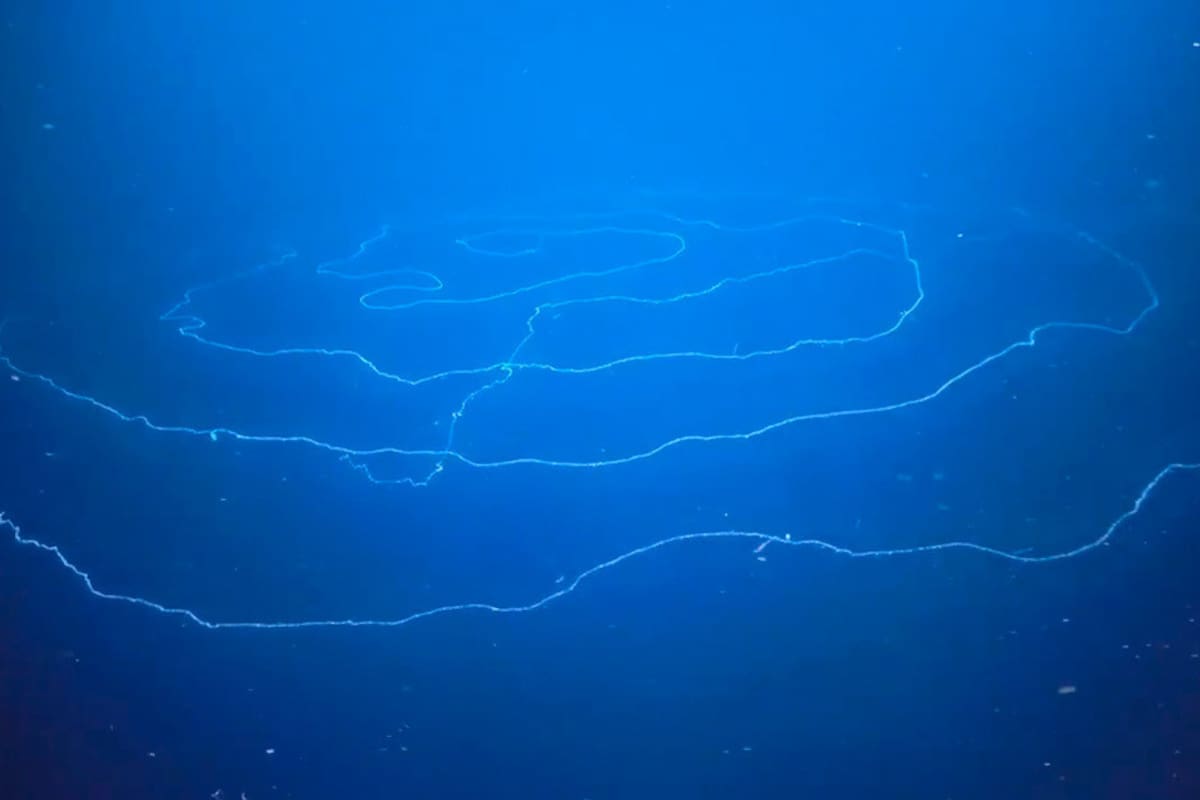 VIDEO: Captan enorme sifonóforos de varios metros flotando en el océano