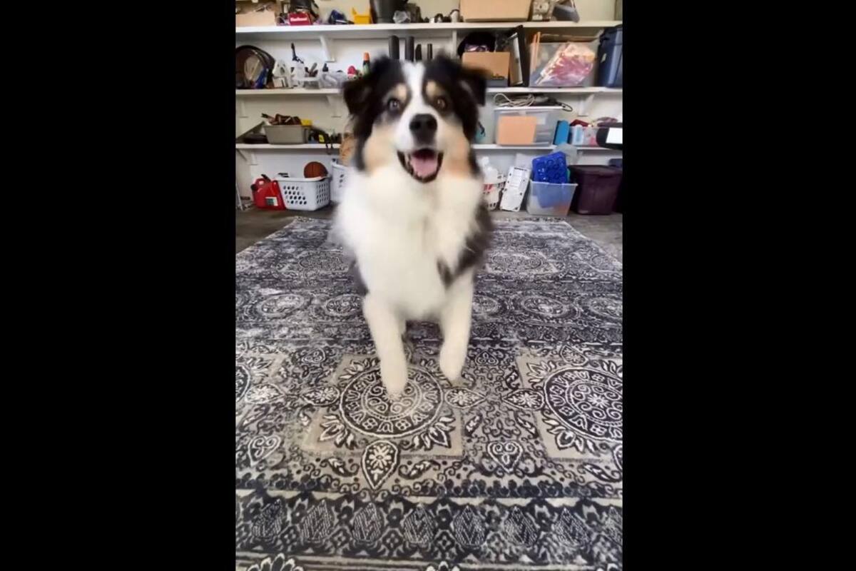 Perro "hace" su primer video en TikTok y se vuelve viral