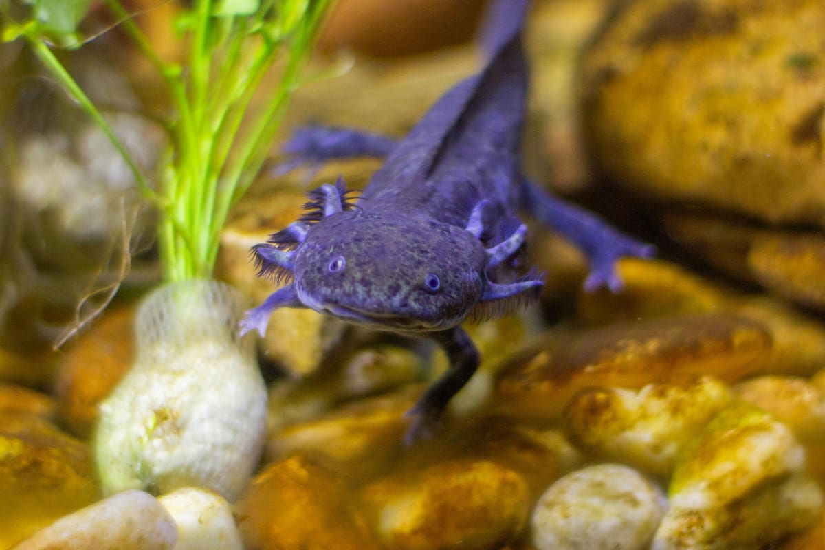 5 curiosidades del ajolote, el animal emblemático de México, según National Geographic