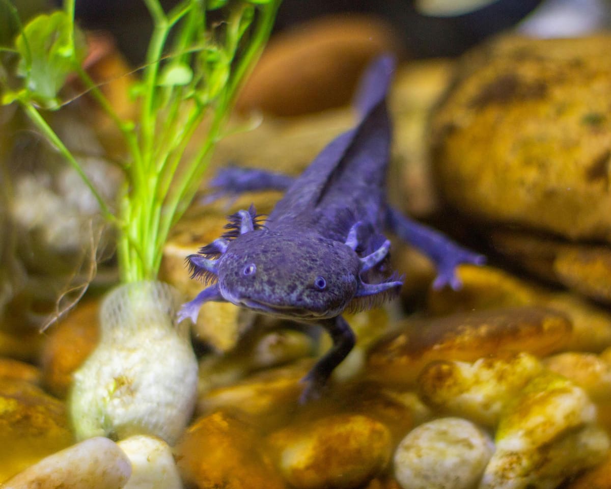 5 curiosidades del ajolote, el animal emblemático de México, según National Geographic