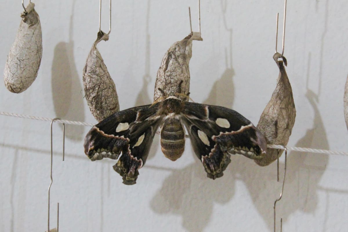 “Rescatan” polillas de mariposa Cuatro Espejos y nacen en Ciudad Obregón