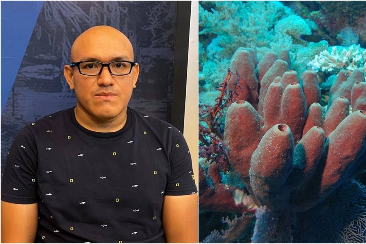 Mexicano descubre que moléculas de esponjas marinas atacan a la Covid