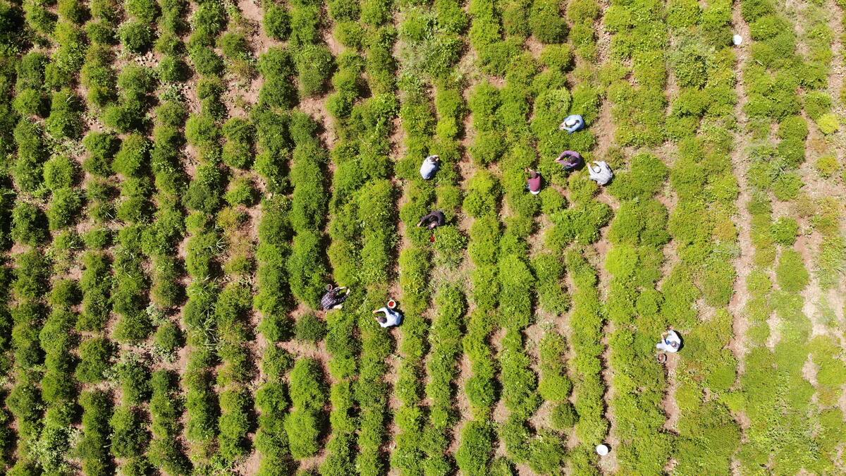 created by dji camera