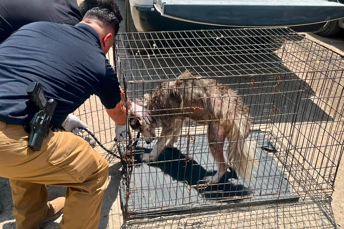Rescatan a perro husky en presunto caso de maltrato animal en Tijuana
