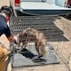 Rescatan a perro husky en presunto caso de maltrato animal en Tijuana