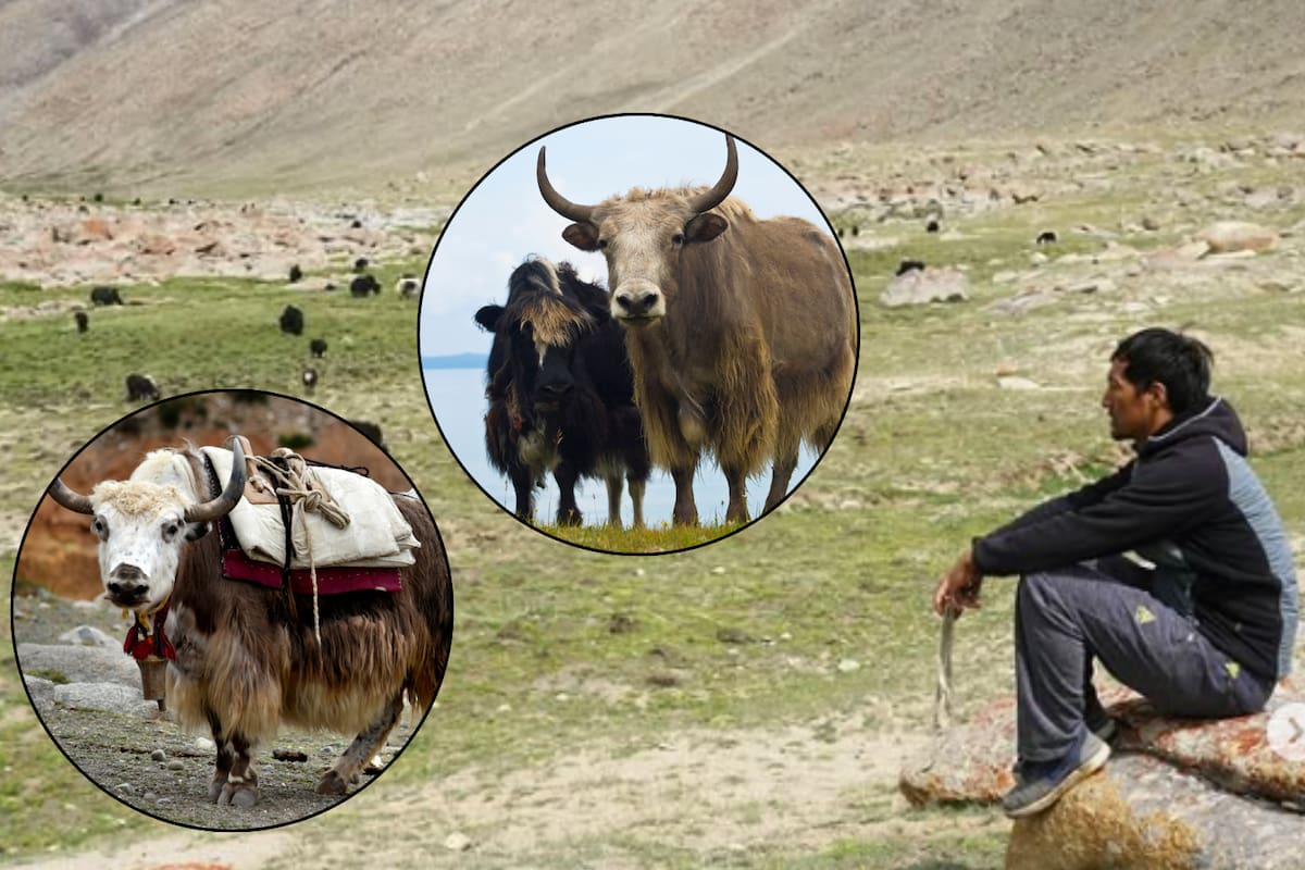 Kunzis tiene 65 años y sigue pastoreando yaks a 4.700 metros de altura en India, donde la falta de pastos y el éxodo de los jóvenes amenazan una tradición ancestral