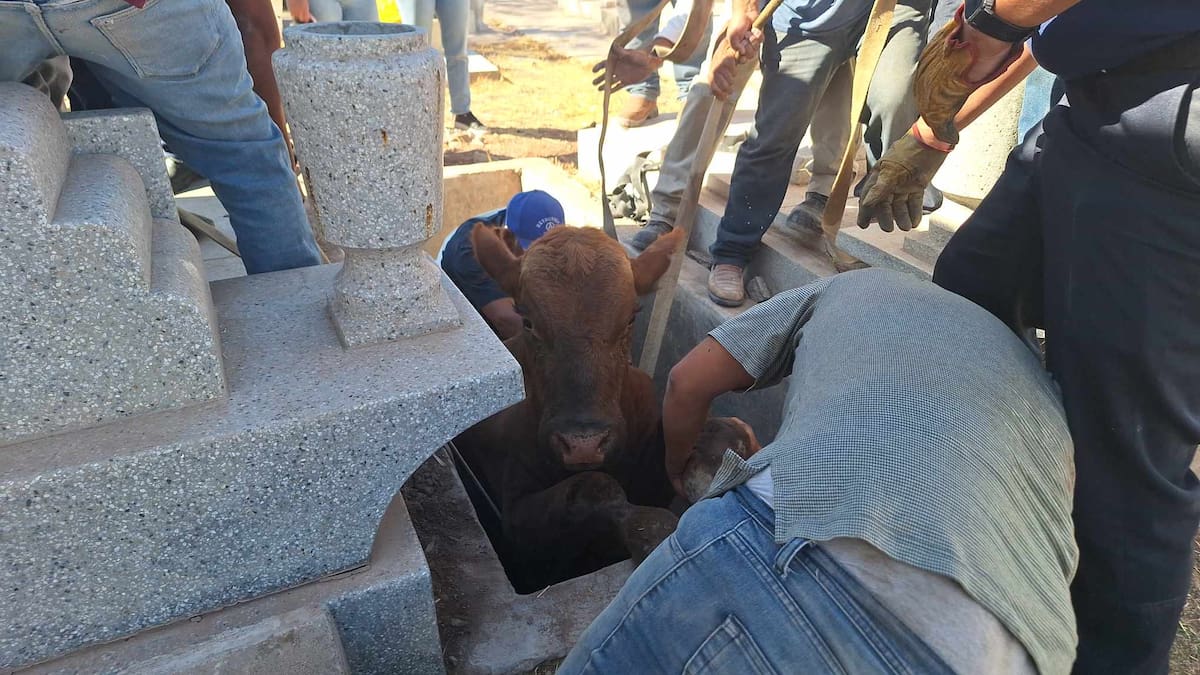 Entre varias personas lograron sacar al becerro atrapado en una tumba.