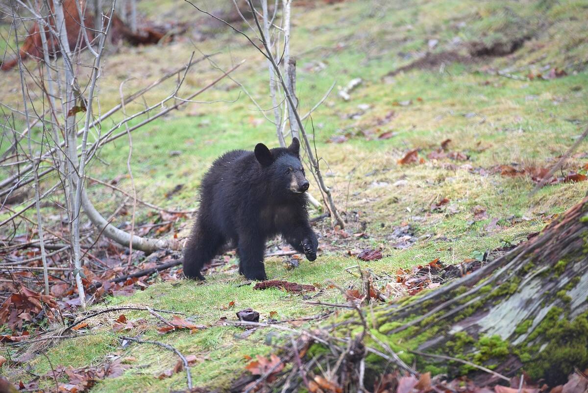 Animalistas en Florida buscan impedir la caza de oso negro