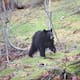 Animalistas en Florida buscan impedir la caza de oso negro