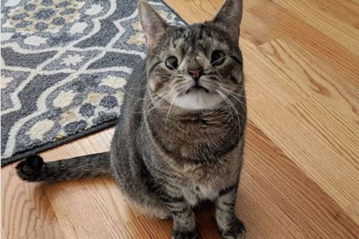 Maya, la gatita con 'Síndrome de Down'
