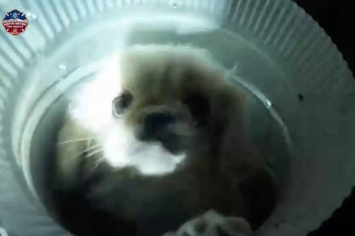 Salvan a perrito atrapado en ducto de ventilación