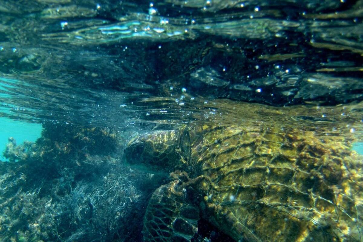 Profesor de EU sugiere que el monstruo del lago Ness puede ser una antigua tortuga marina