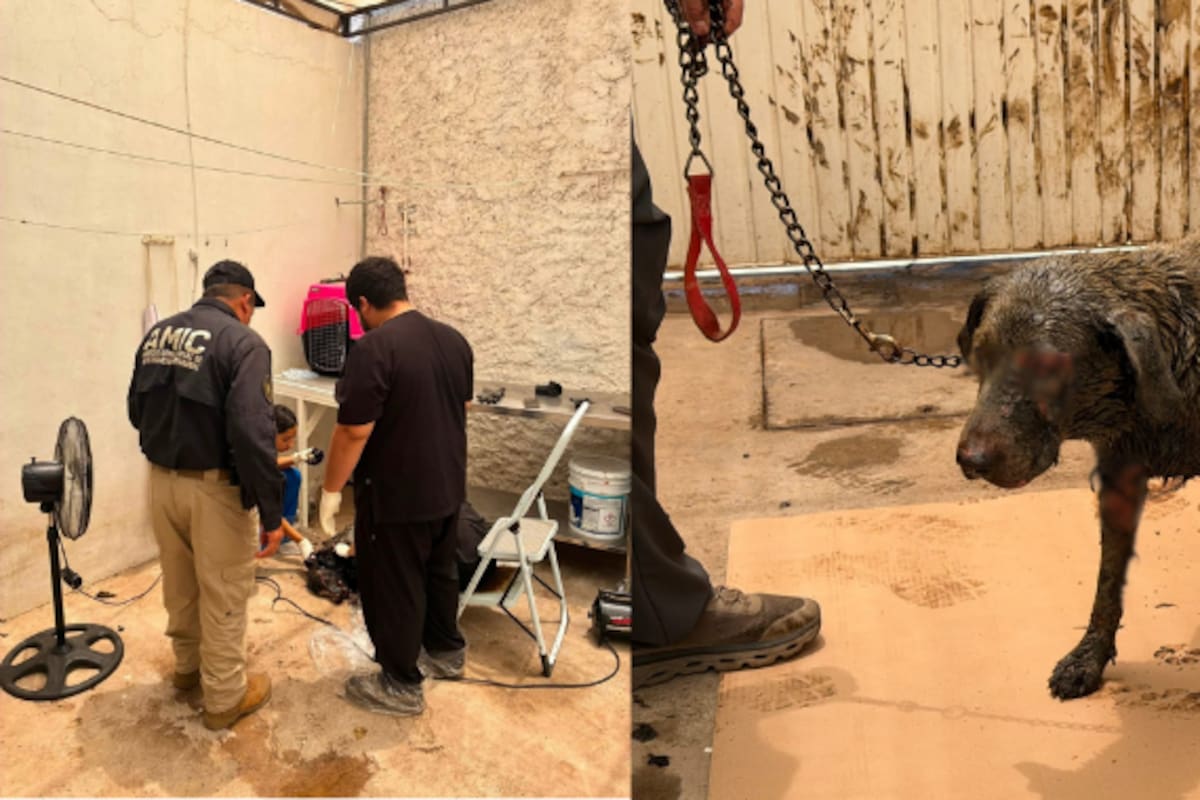 Buscan salvar a “Chaparrita”: la hallan bañada en Chapopote