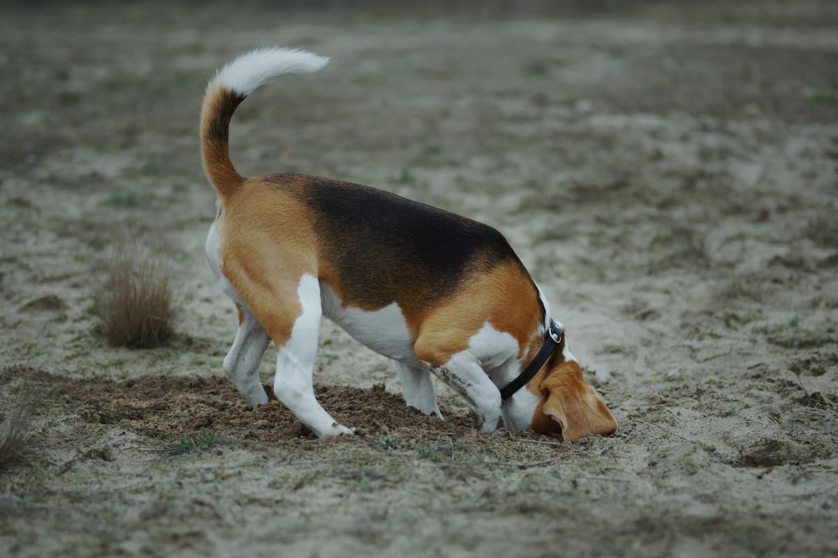 Los perros que hacen hoyos en el patio o el jardín no es que busquen destruir el césped por rebeldía o mal comportamiento, sino que responden a un instinto ancestral de supervivencia y regulación térmica, según expertos