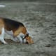 Por qué los perros escarban y qué hacer