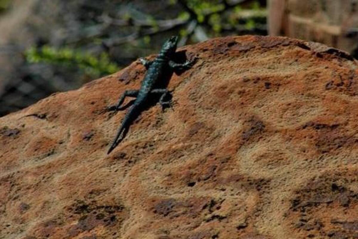 Registran en Baja California 16 zonas con petroglifos de hace 3 mil años
