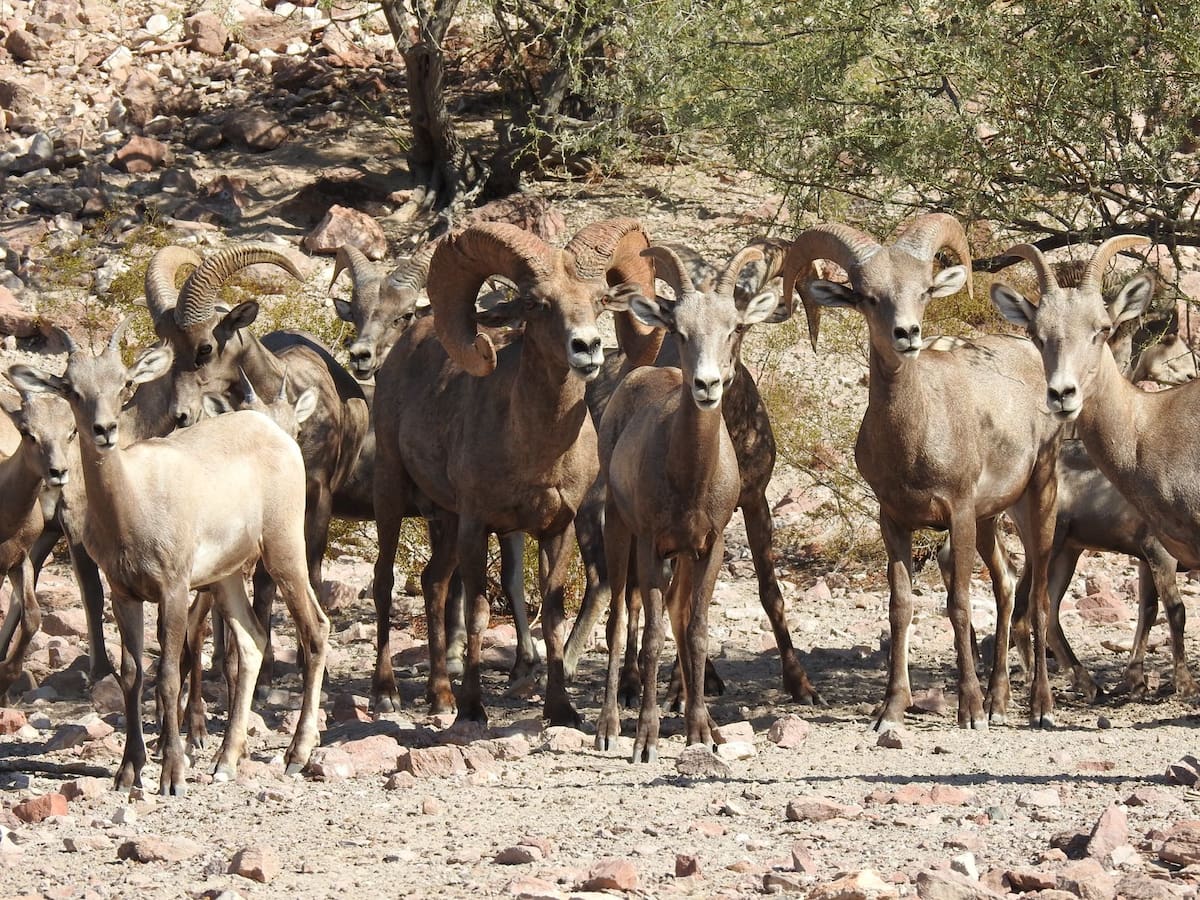 Jacobo Artee compartió en Abu Dhabi la labor de conservación de la fauna y flora del desierto sonorense, con énfasis en el borrego cimarrón y la importancia del agua para la vida silvestre.