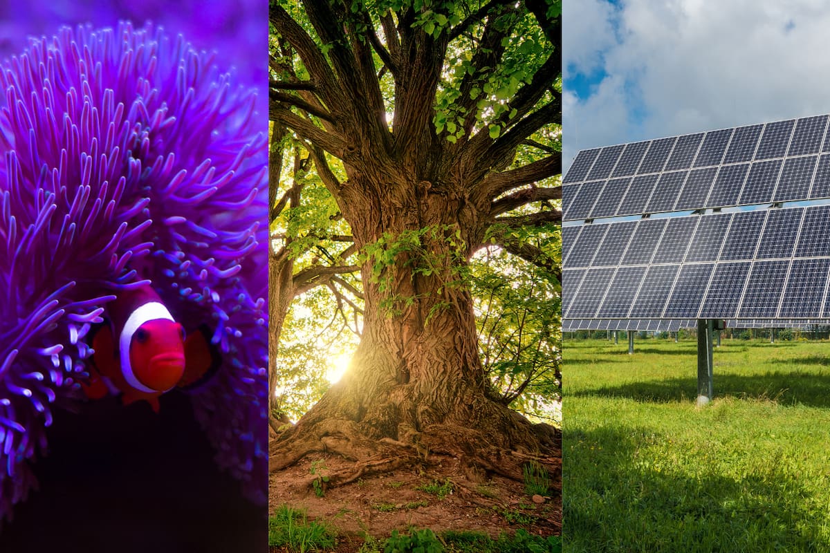 Noticias positivas para el medio ambiente en 2024: Logros que inspiran esperanza