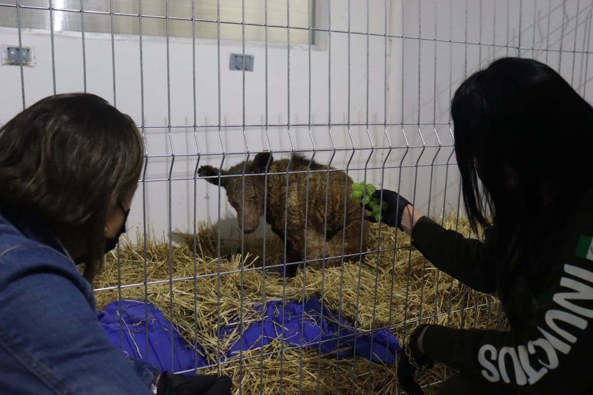 Caso de la osa Mina sigue bajo investigación: Prodefensa Animal exige sanción ejemplar