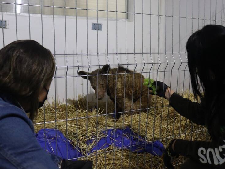 Caso de la osa Mina sigue bajo investigación: Prodefensa Animal exige sanción ejemplar