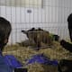 Caso de la osa Mina sigue bajo investigación: Prodefensa Animal exige sanción ejemplar