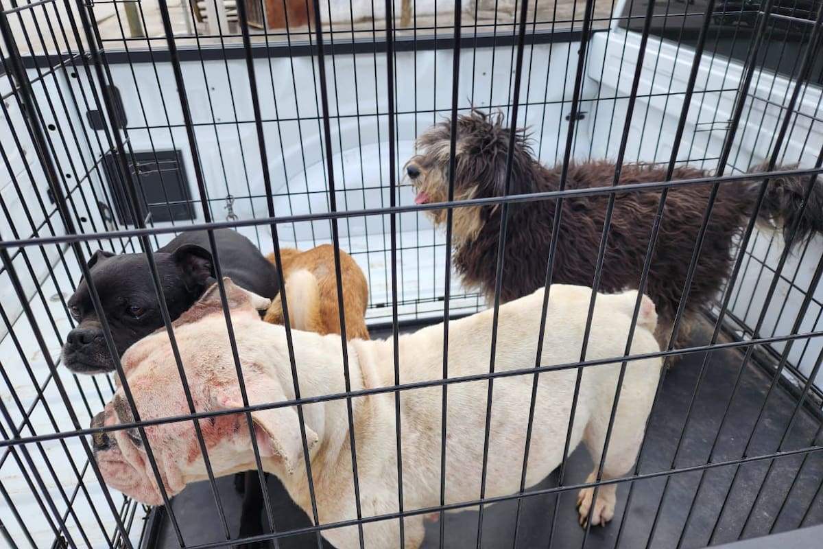 Rescatan 13 perritos abandonados en Rosarito