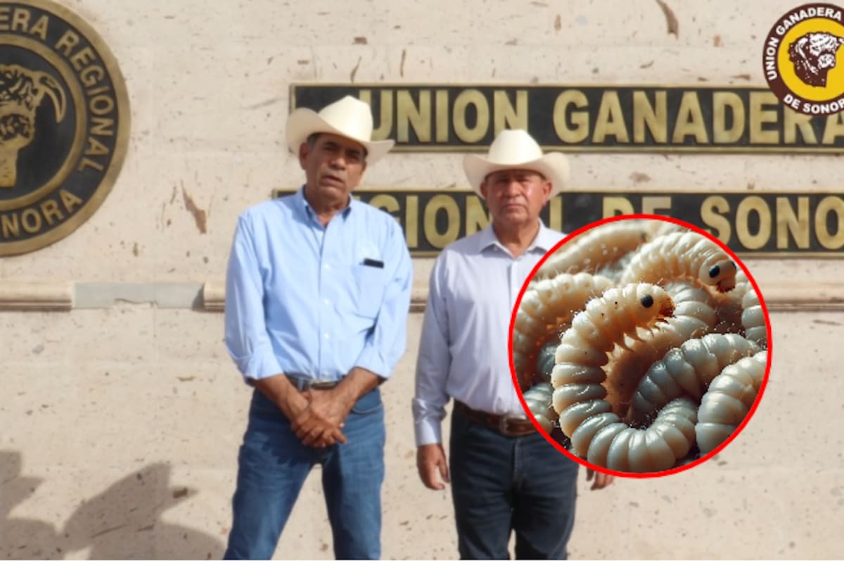 Sonora refuerza medidas contra el gusano barrenador: Llaman a evitar desinformación