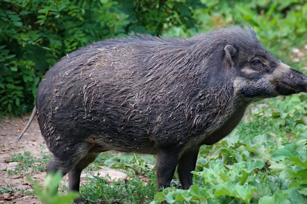 Jabalí aparece en las calles desiertas del centro de Madrid durante cuarentena
