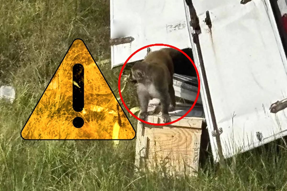 Camión con monos infectados con herpes, hepatitis C y Covid se vuelca en carretera de Mississippi y uno de ellos queda libre (VIDEO)