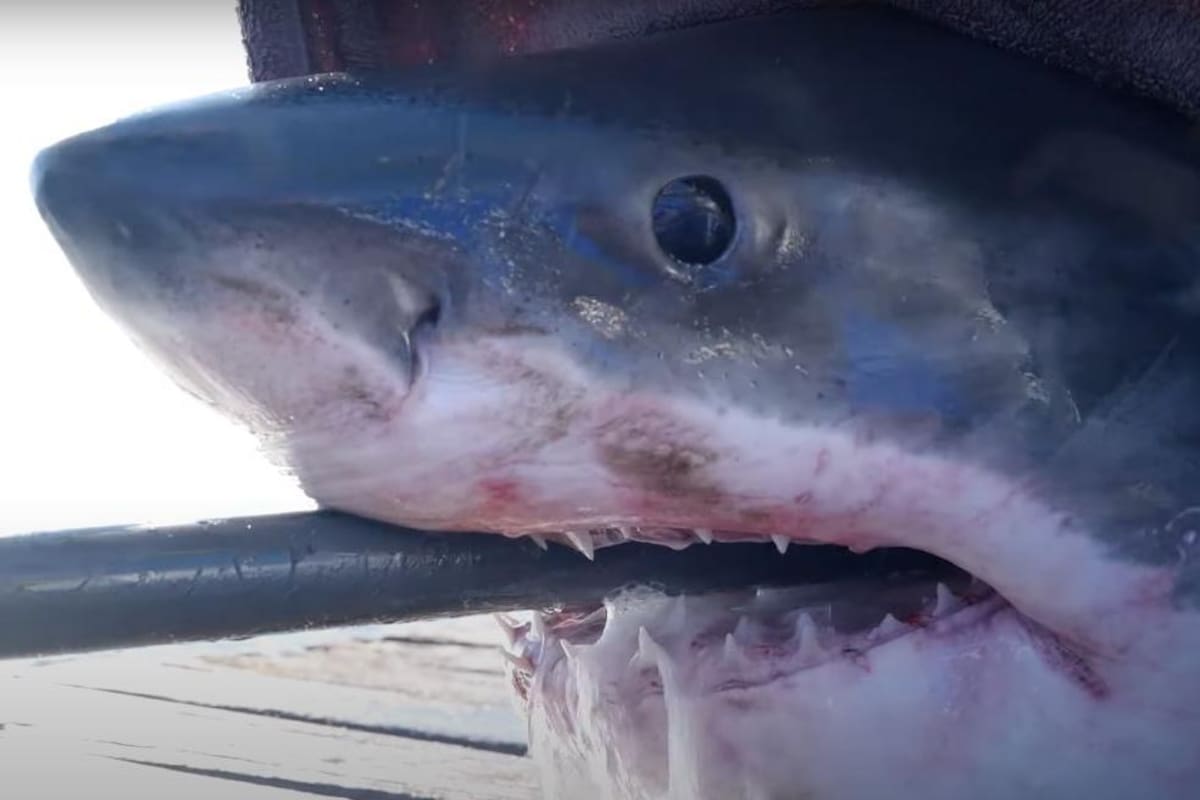 Scot: El gran tiburón blanco de 700 kilos que nada en las costas de Florida
