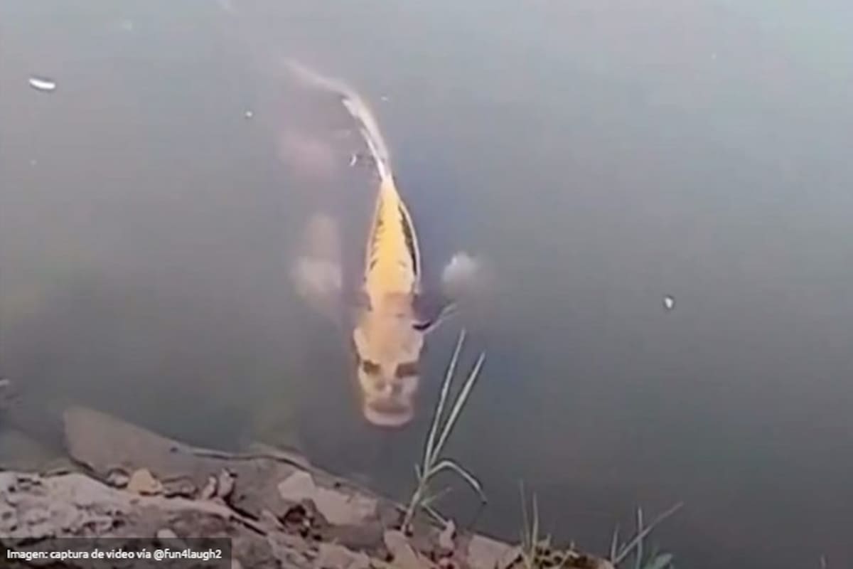 Se hace viral un pez con 'cara humana'