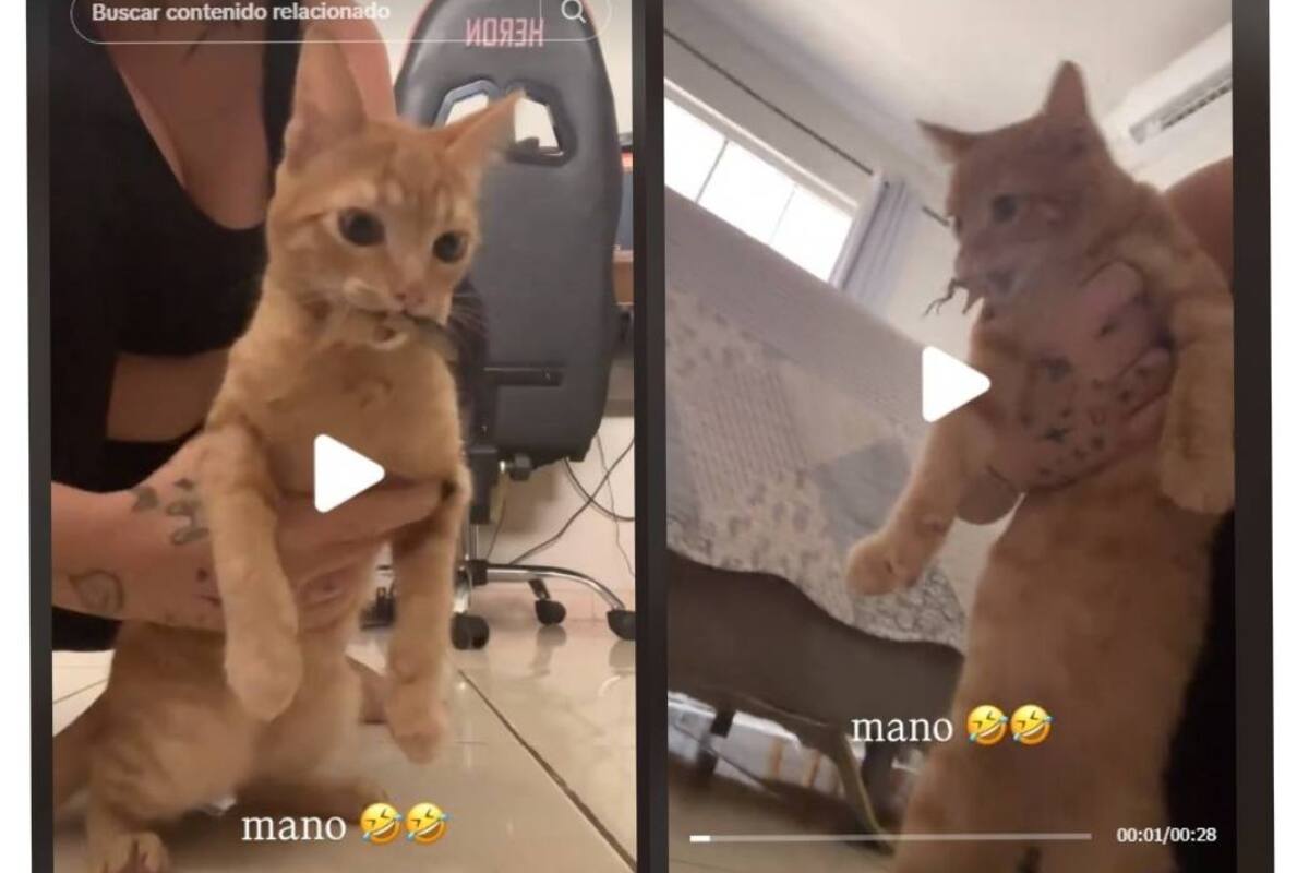 Un gran cazador: Gatito se vuelve viral por no soltar  una lagartija que atrapó