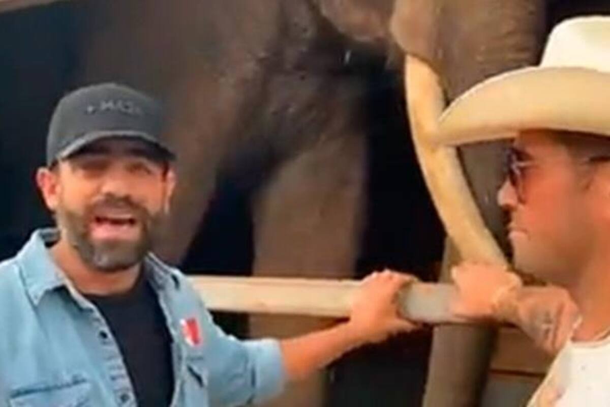 Rescate de Big Boy: Arturo Islas acusado de armar show con elefante de circo
