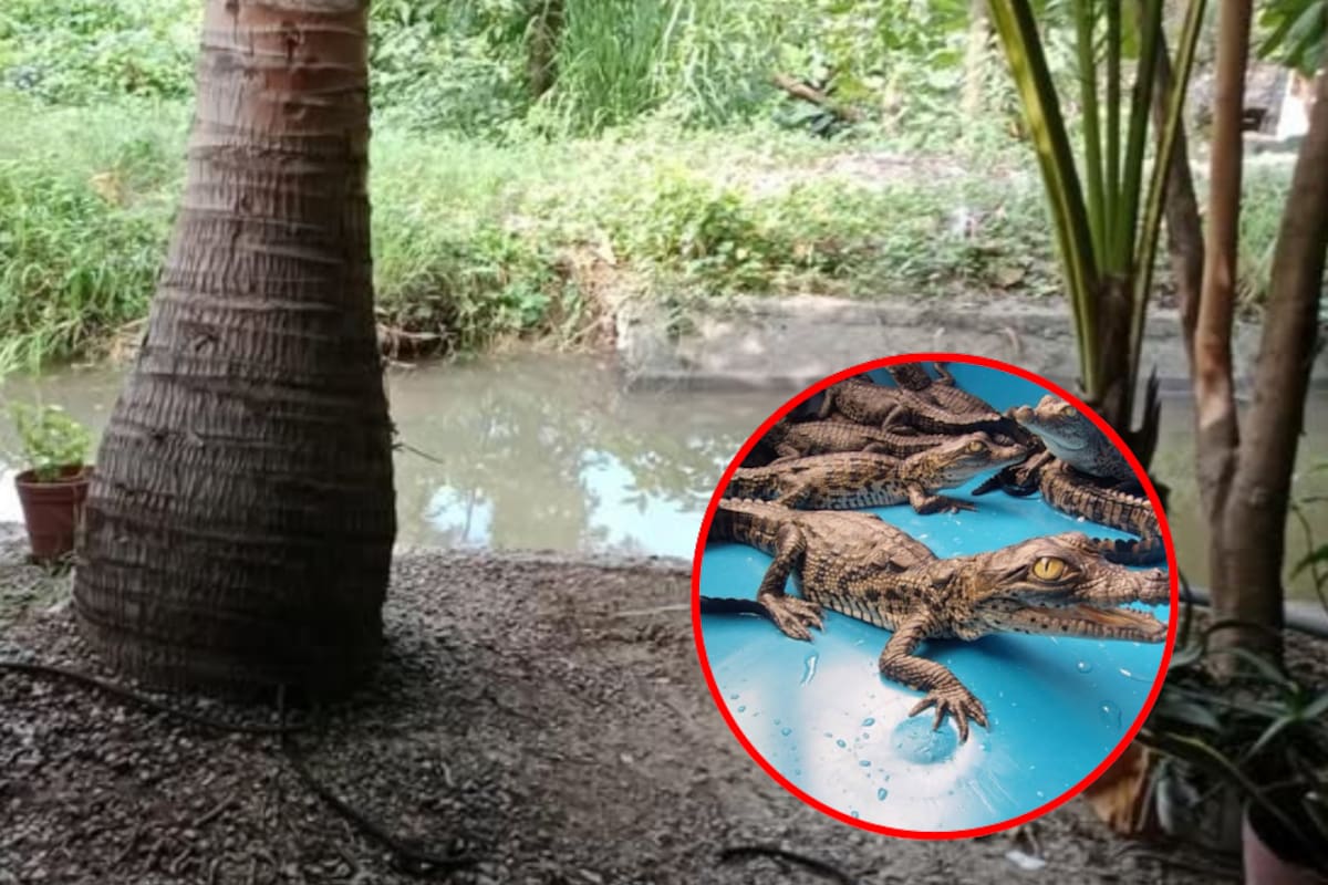Rescatan 15 crías de cocodrilo americano en canal de Michoacán