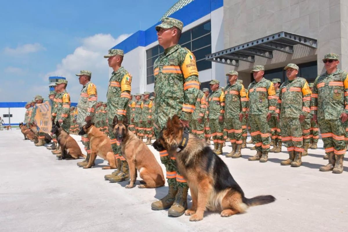 Max, el perro rescatista mexicano resultó herido tras ayudar a salvar a siete personas y tres perros entre los escombros en Venezuela