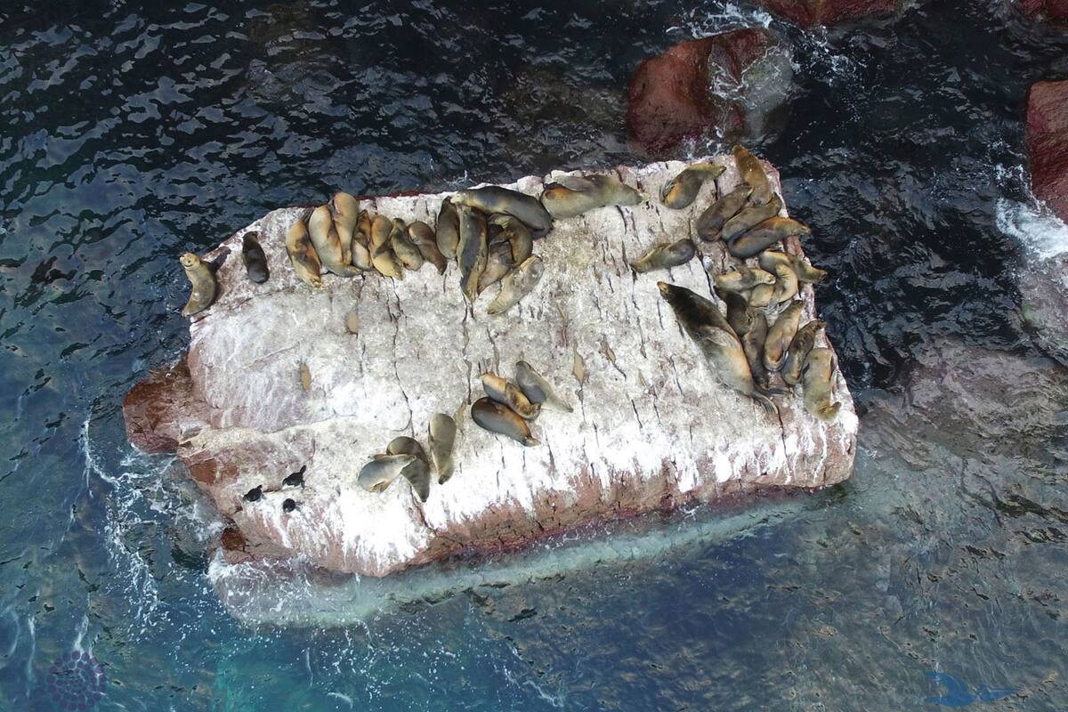 En 30 años, población de lobo marino de California ha disminuido 65%