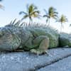 Florida permite retirar iguanas congeladas sin permiso: La medida de emergencia para frenar a la plaga invasora