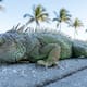 Florida permite retirar iguanas congeladas sin permiso: La medida de emergencia para frenar a la plaga invasora