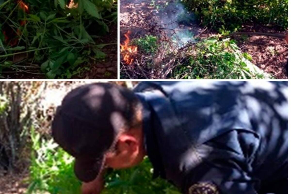Detectan 2 plantíos de mariguana en el ejido El Pípila